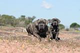 CANE CORSO 351
